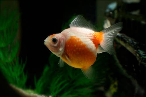 Goldfish Varieties: A Brief Look at 15 Popular Types - PetHelpful