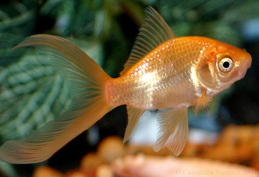 Goldfish Varieties: A Brief Look at 15 Popular Types - PetHelpful