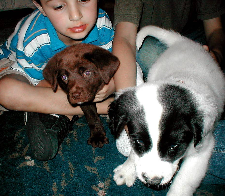 Why Two Dogs Are Better Than One: Tips and Benefits - PetHelpful