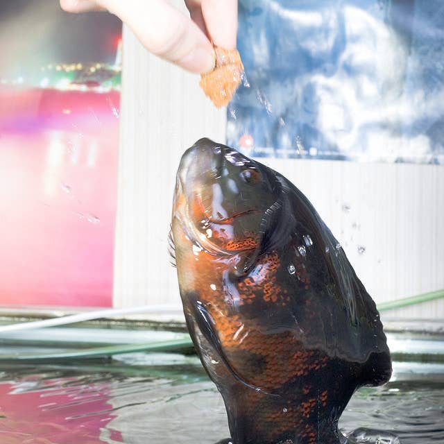 Fish With Task Are Fish Smart? Measuring the Intelligence of Aquarium Fish - PetHelpful