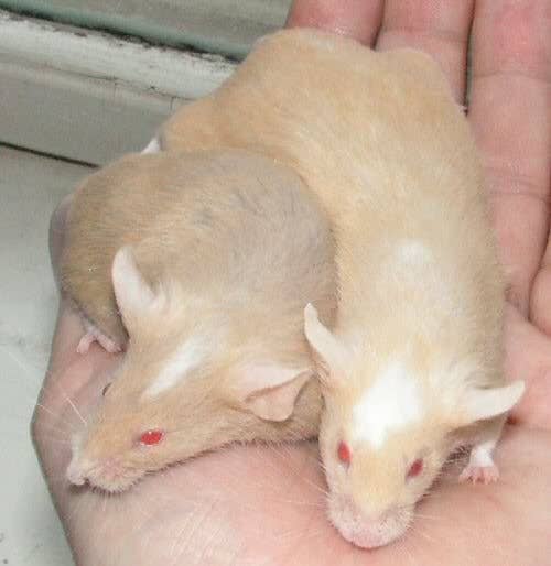Unique Colour Rats Fancy Rat Varieties: Fur Color, Eye Color, Coat Type, and Markings ...