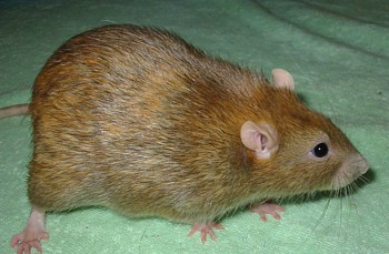 Fancy Rat Varieties: Fur Color, Eye Color, Coat Type, and Markings ...