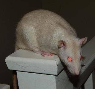 Unique Colour Rats Fancy Rat Varieties: Fur Color, Eye Color, Coat Type, and Markings ...