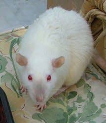Fancy Rat Varieties: Fur Color, Eye Color, Coat Type, and Markings ...