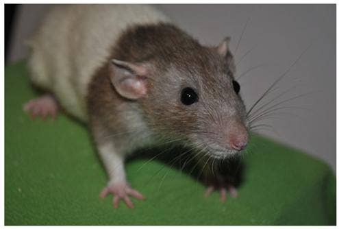 Fancy Rat Varieties: Fur Color, Eye Color, Coat Type, and Markings ...