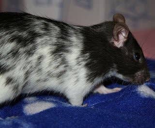 Fancy Rat Varieties: Fur Color, Eye Color, Coat Type, and Markings ...