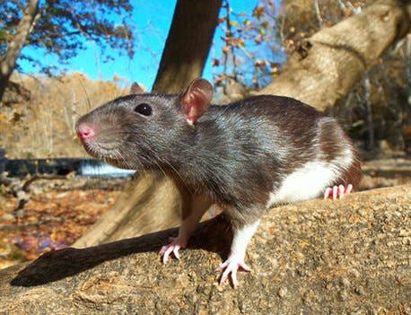 Unique Colour Rats Fancy Rat Varieties: Fur Color, Eye Color, Coat Type, and Markings ...