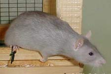 Fancy Rat Varieties: Fur Color, Eye Color, Coat Type, and Markings ...