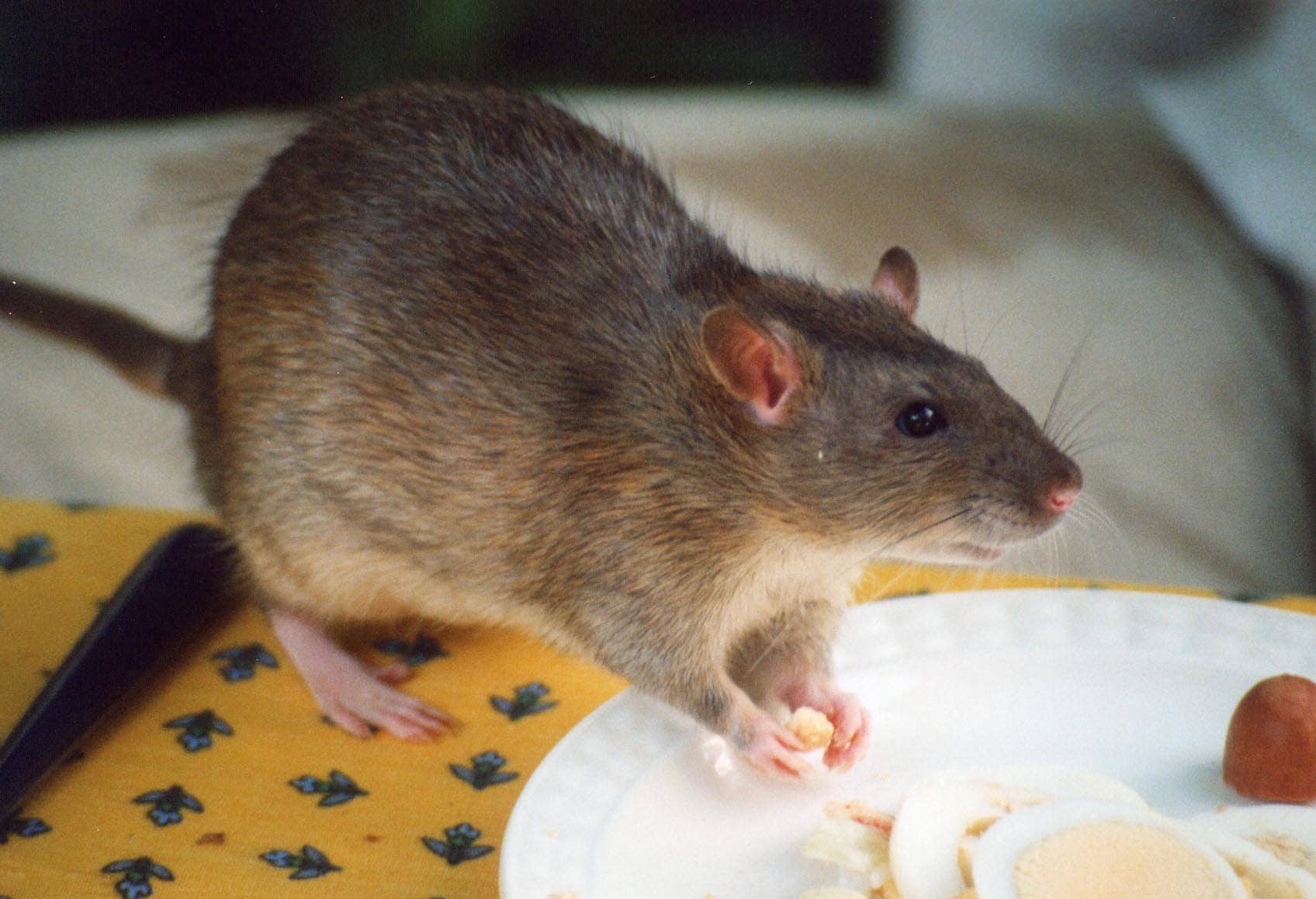 Fancy Rat Varieties: Fur Color, Eye Color, Coat Type, and Markings ...