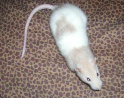 Fancy Rat Varieties: Fur Color, Eye Color, Coat Type, and Markings ...