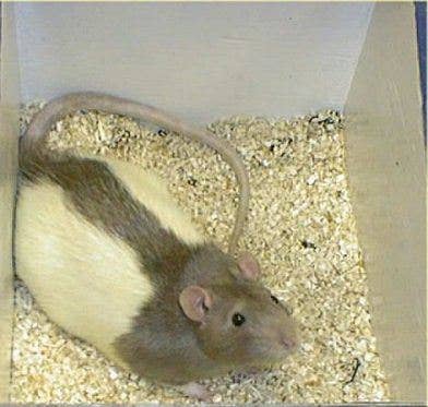 Fancy Rat Varieties: Fur Color, Eye Color, Coat Type, and Markings ...