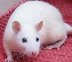 Fancy Rat Varieties: Fur Color, Eye Color, Coat Type, and Markings ...