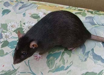 Fancy Rat Varieties: Fur Color, Eye Color, Coat Type, and Markings ...