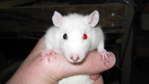 Unique Colour Rats Fancy Rat Varieties: Fur Color, Eye Color, Coat Type, and Markings ...