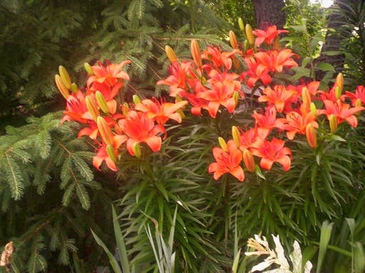 Plants That Are Poisonous to Dogs - PetHelpful