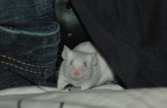 How to Bond With Your Pet Mouse and Get It to Like You - PetHelpful
