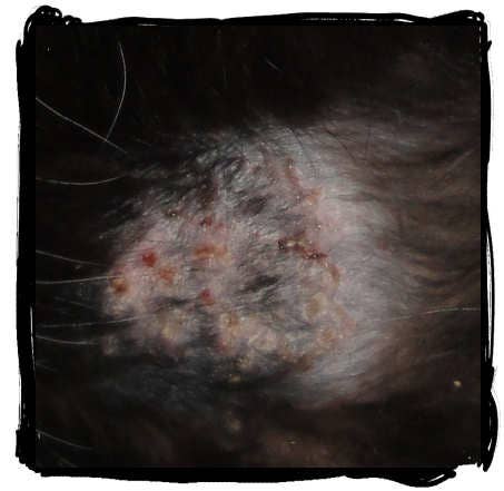 How to Get Rid of Hot Spots on Cats - PetHelpful
