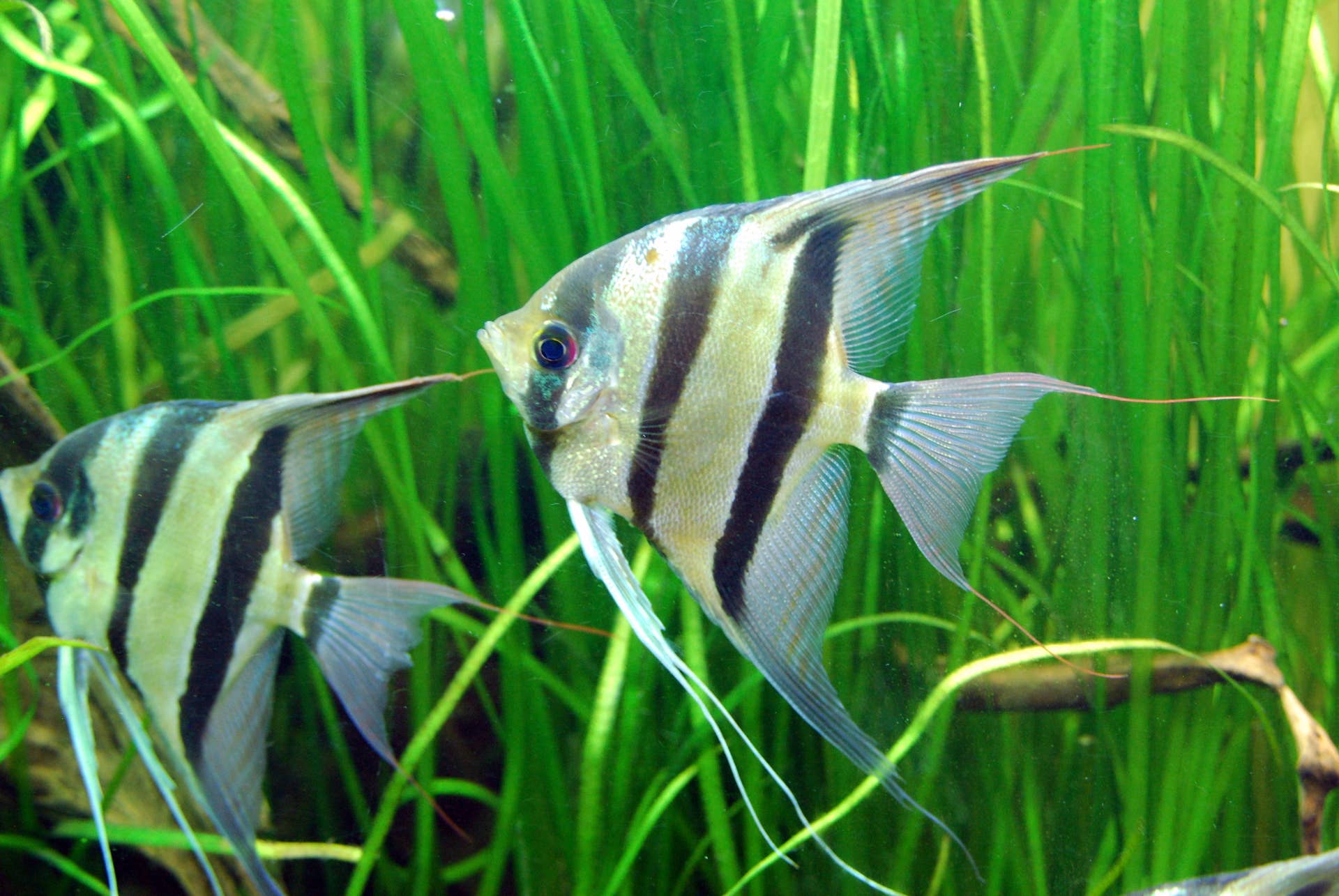 Selective Breeding and Genetics for Freshwater Angelfish - PetHelpful