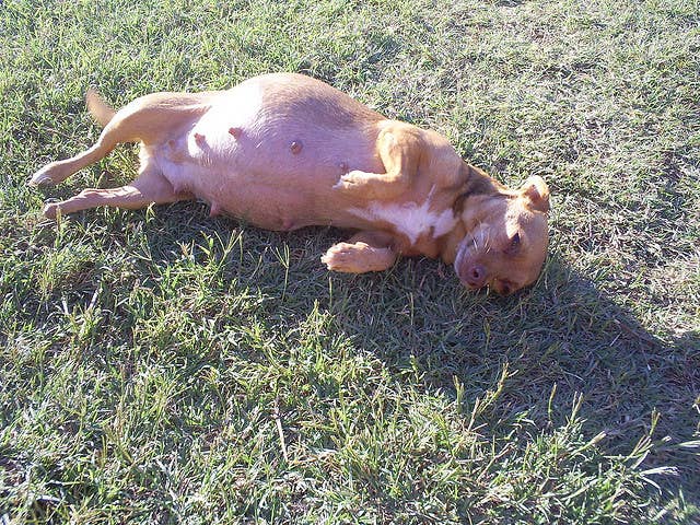 7 Ways to Tell if Your Dog Is Pregnant - PetHelpful
