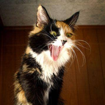 Calico Cats Female