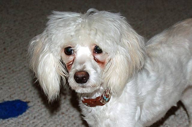 tear ducts shih tzu tear stain removal