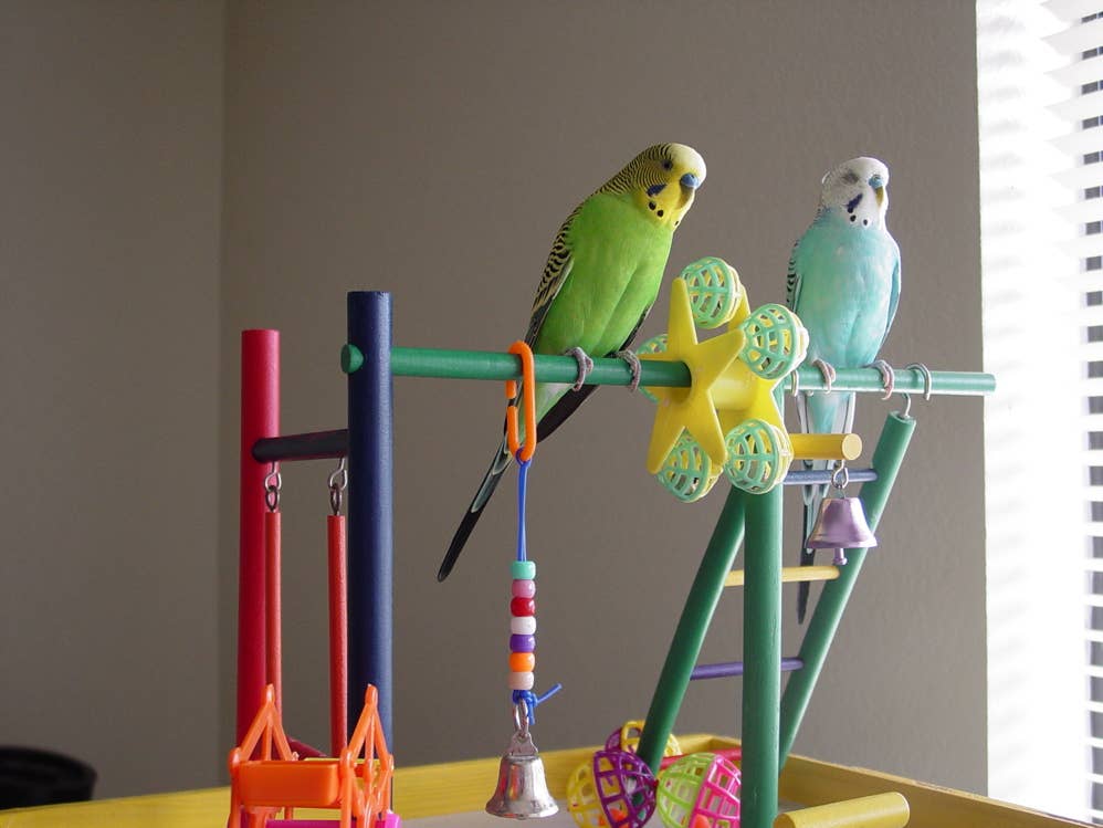 All About Parakeets: A Perfect Pet for Kids - PetHelpful