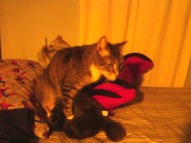Why Is My Neutered Male Cat Humping and How Do I Stop It?