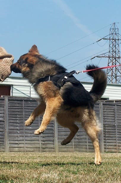 5 Best Personal Protection Dog Breeds - PetHelpful
