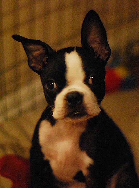 5 Best Small Watchdog Breeds - PetHelpful