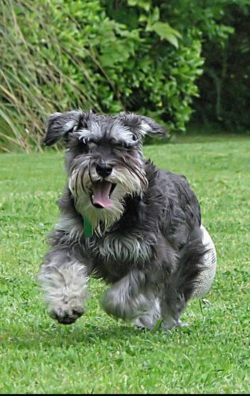 5 Best Small Watchdog Breeds - PetHelpful