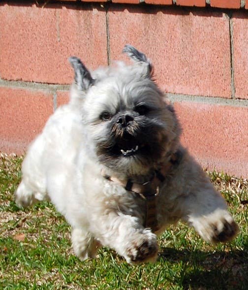 5 Best Small Watchdog Breeds - PetHelpful