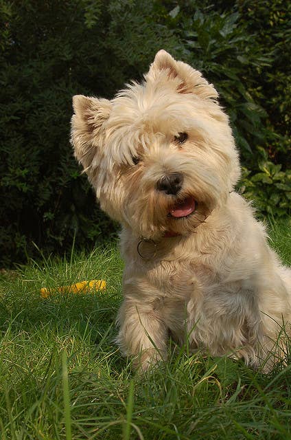 5 Best Small Watchdog Breeds - PetHelpful