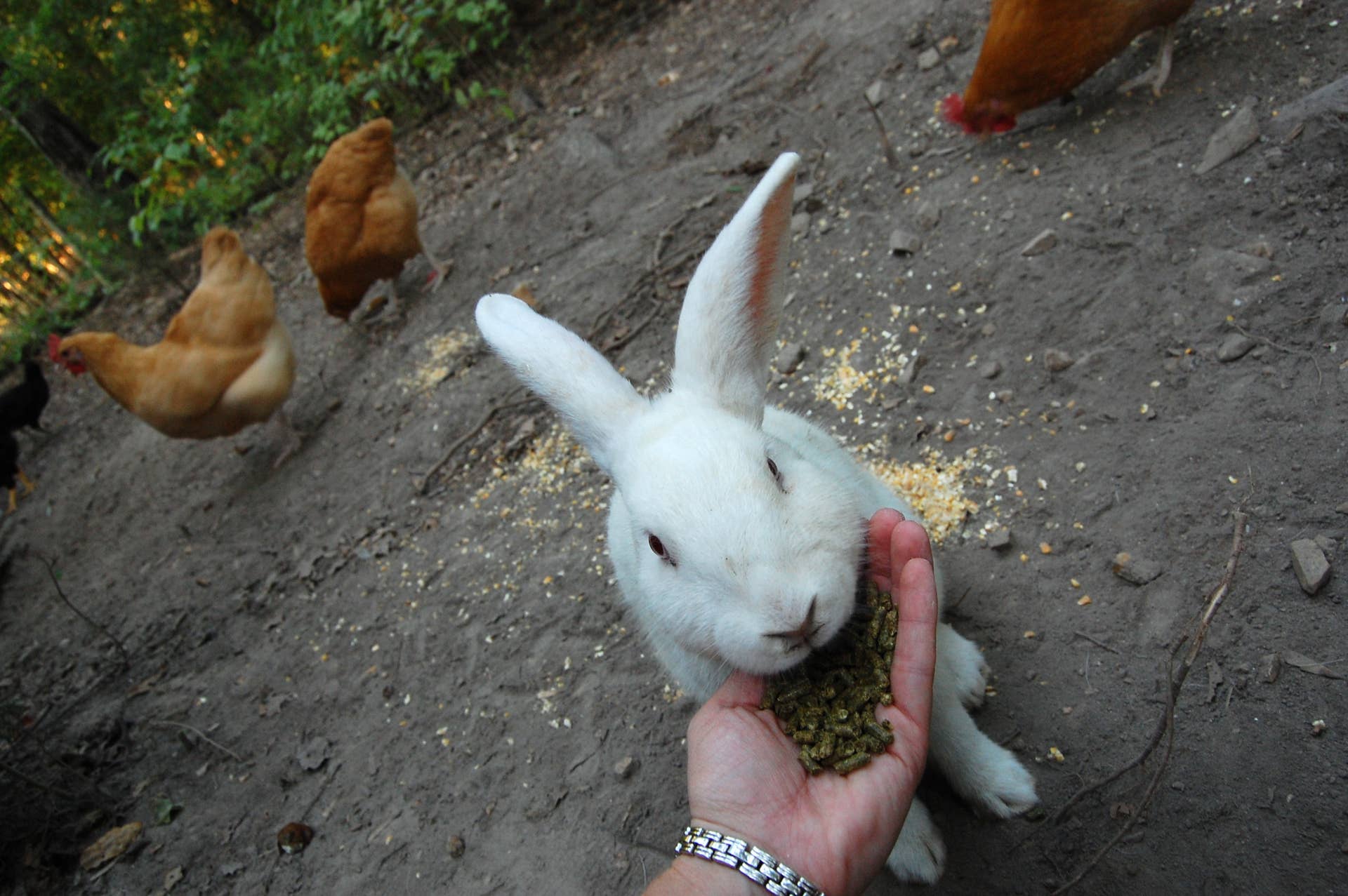 Free-Range Bunnies: A Story of Rabbit Emancipation - PetHelpful