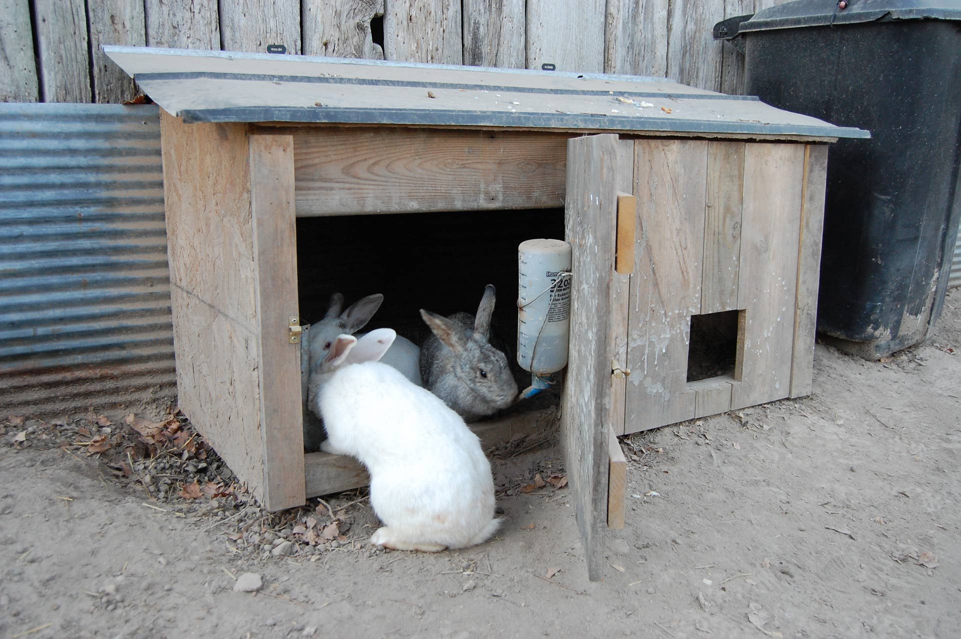 Free-Range Bunnies: A Story of Rabbit Emancipation - PetHelpful