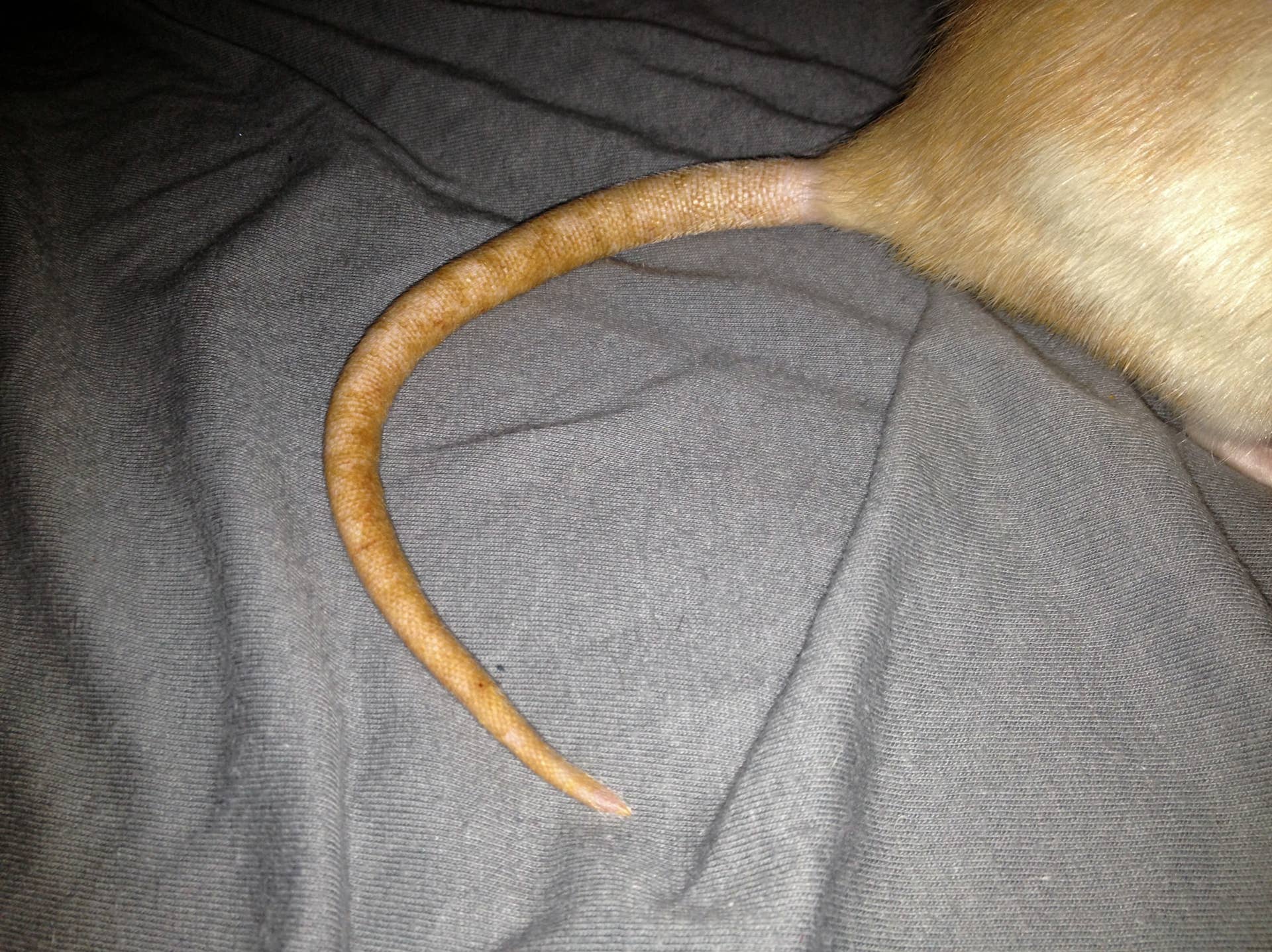 How to Keep Your Pet Rats Cool During Summer - PetHelpful