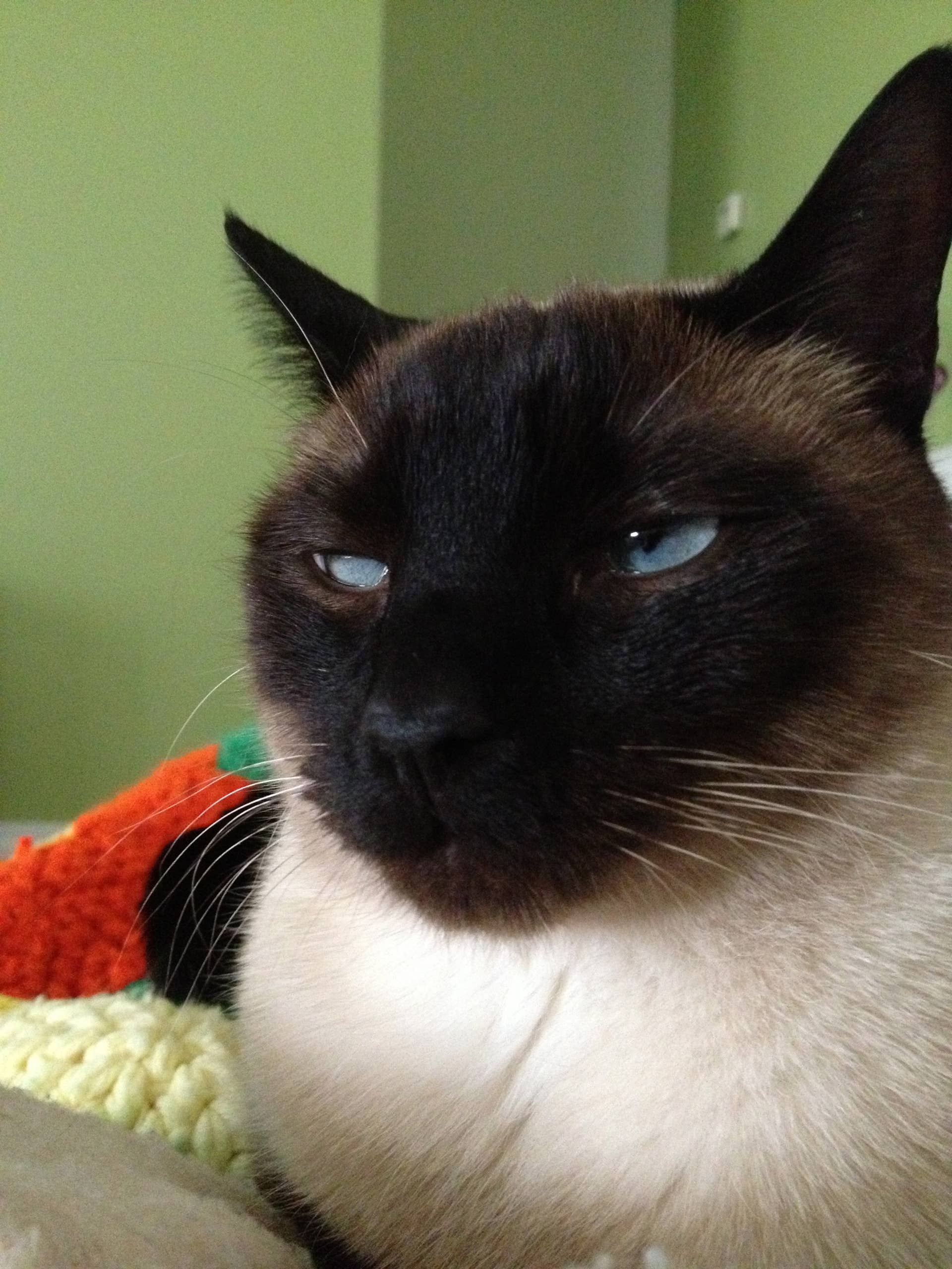 Siamese Cats: What You Should Know - PetHelpful