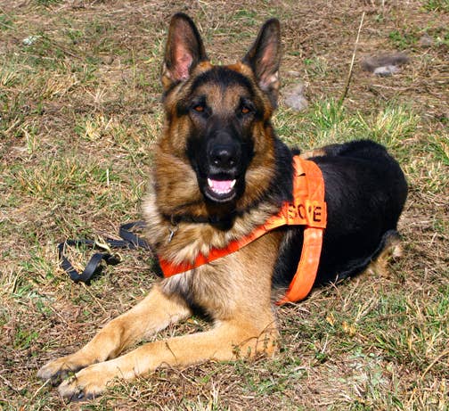 Stories About the Most Faithful Dogs - PetHelpful