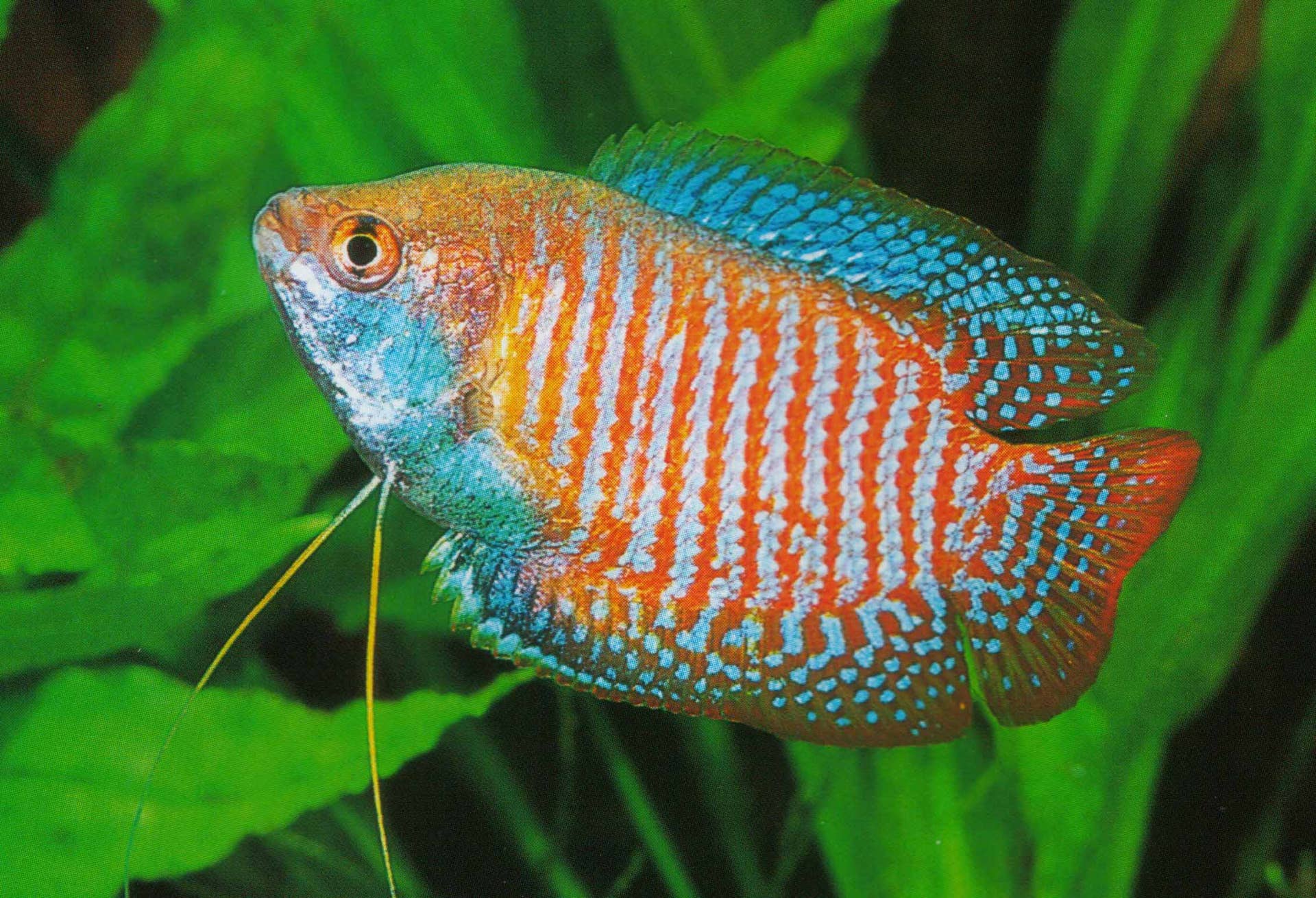 Setting up a Freshwater Aquarium: A Guide for Beginners - PetHelpful