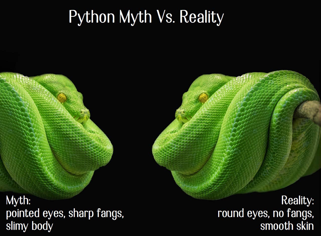 14 Species of Boas and Pythons: Amazing Constricting Snakes - PetHelpful