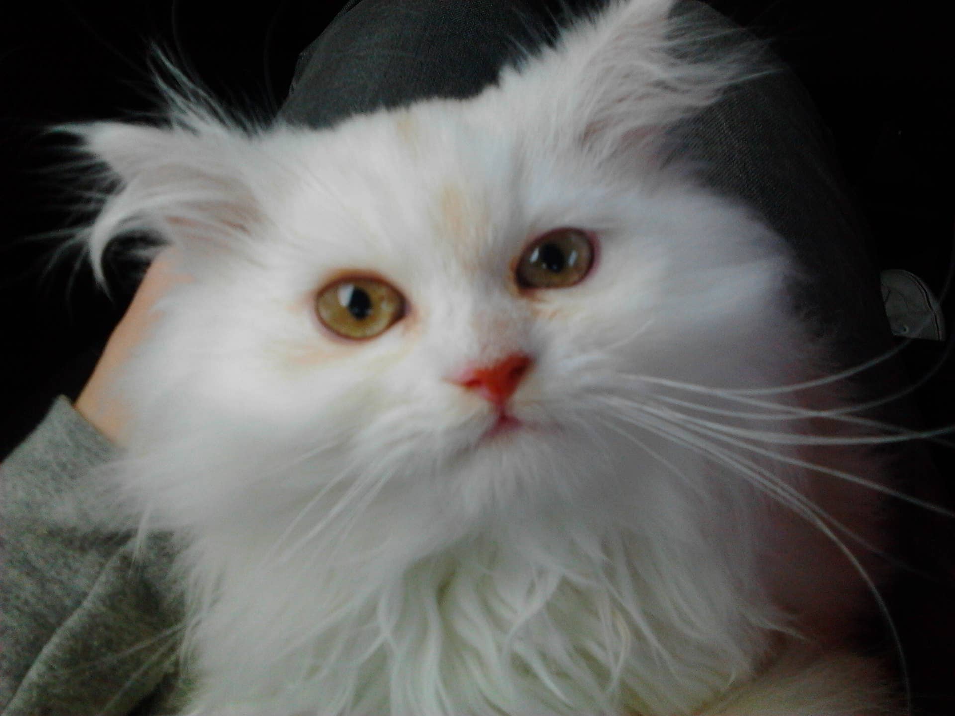 How to Identify Cat Breeds: From Ear Tufts to Fluffy Tails - PetHelpful