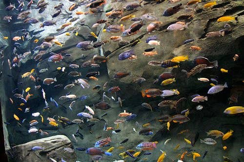 Cichlid Fish: Top 15 Things You Need to Know - PetHelpful