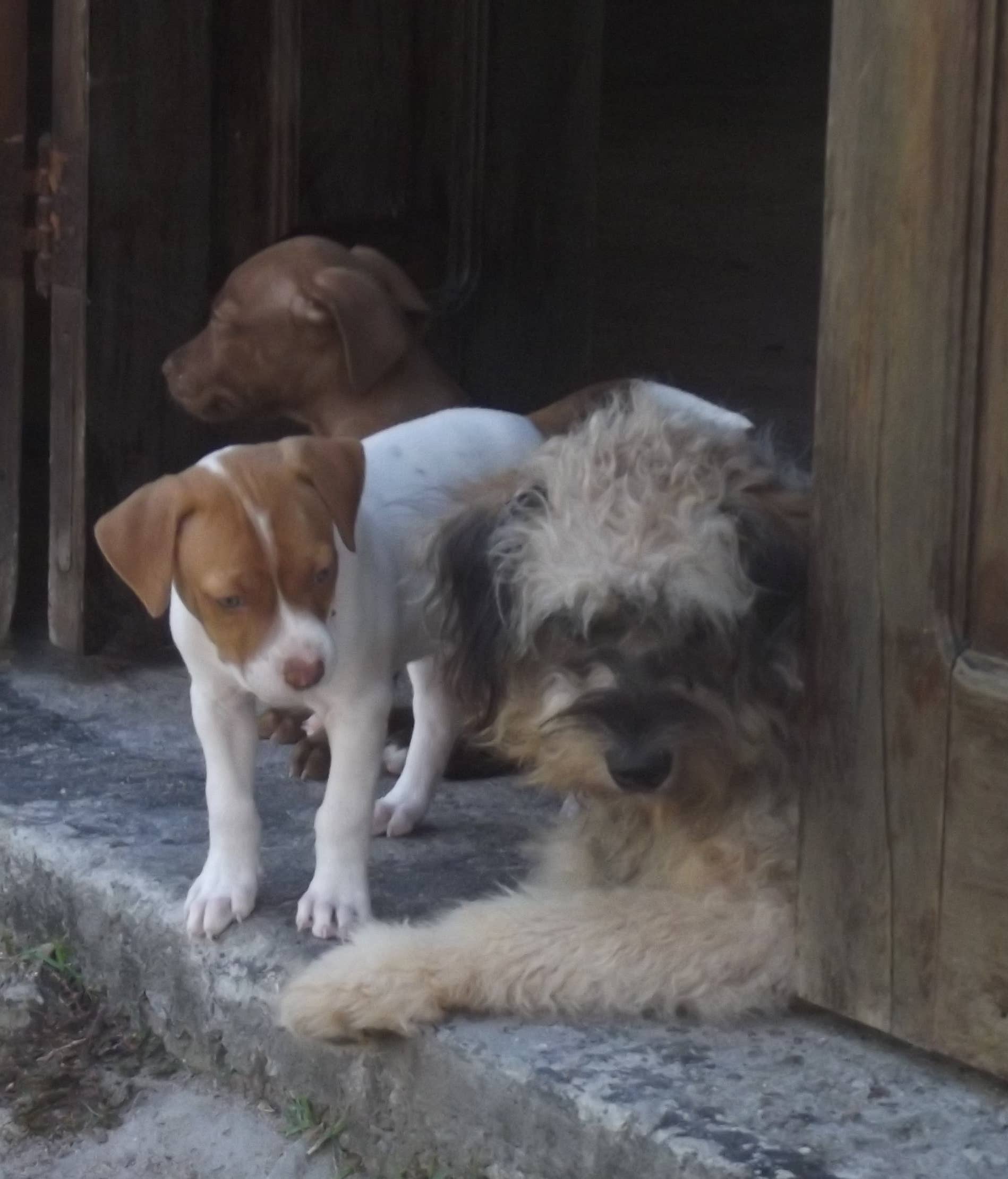 How to Housetrain a Puppy in 5 Days Using a Cardboard Box - PetHelpful