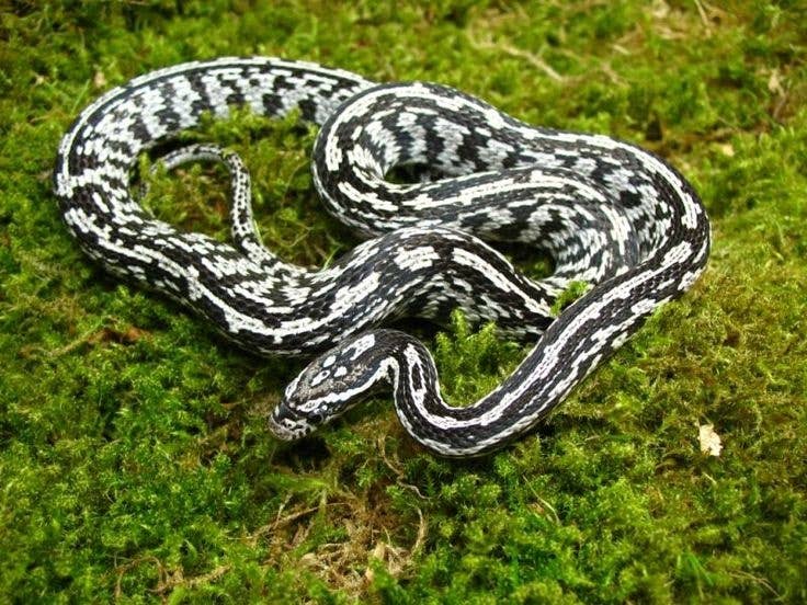 Photo inspiration: Best Pet Snake Species For Children And Beginners Photo Inspiration