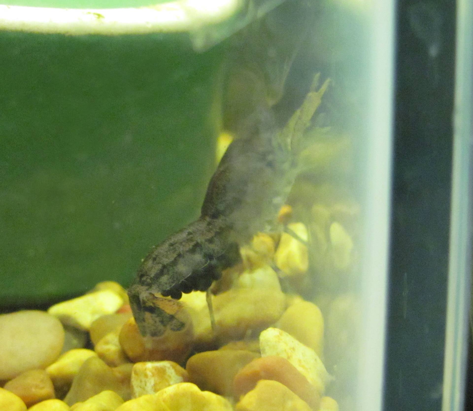 How to Care for Cajun Dwarf Crayfish (Cambarellus shufeldtii) - PetHelpful
