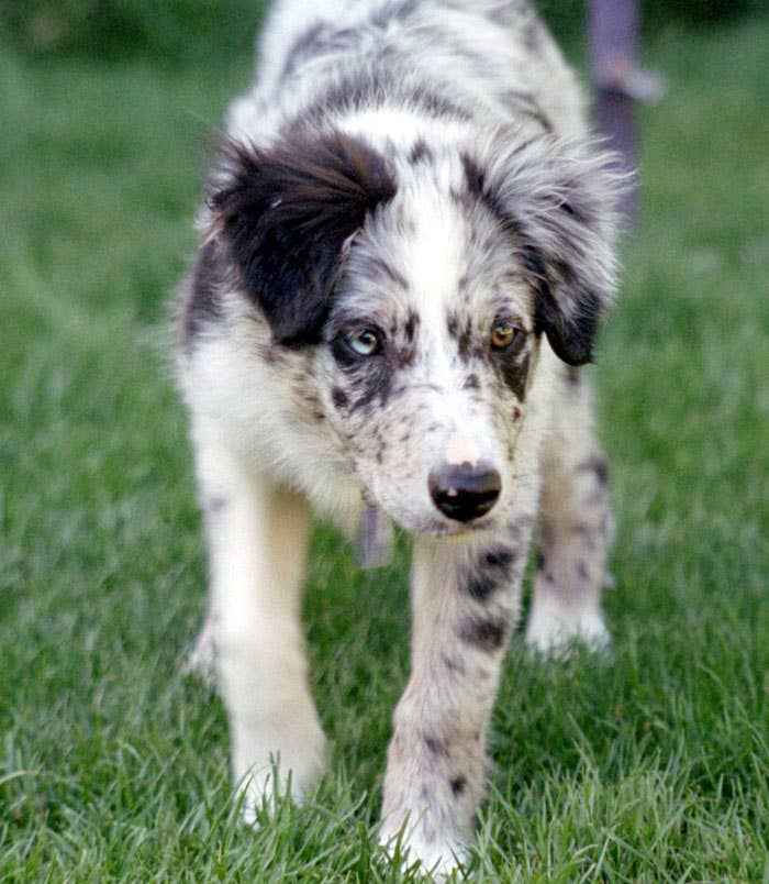 5 Dog Breeds That Can Have a Merle Coat - PetHelpful