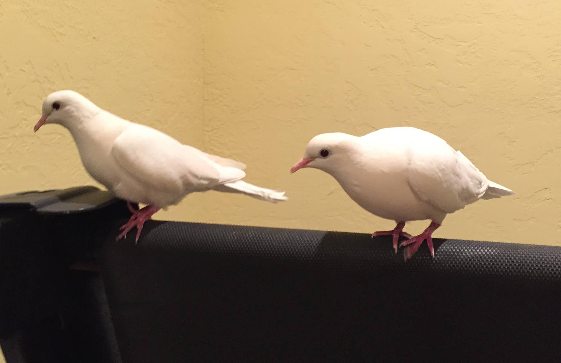 Do White Java Doves Make Good Pets? - PetHelpful