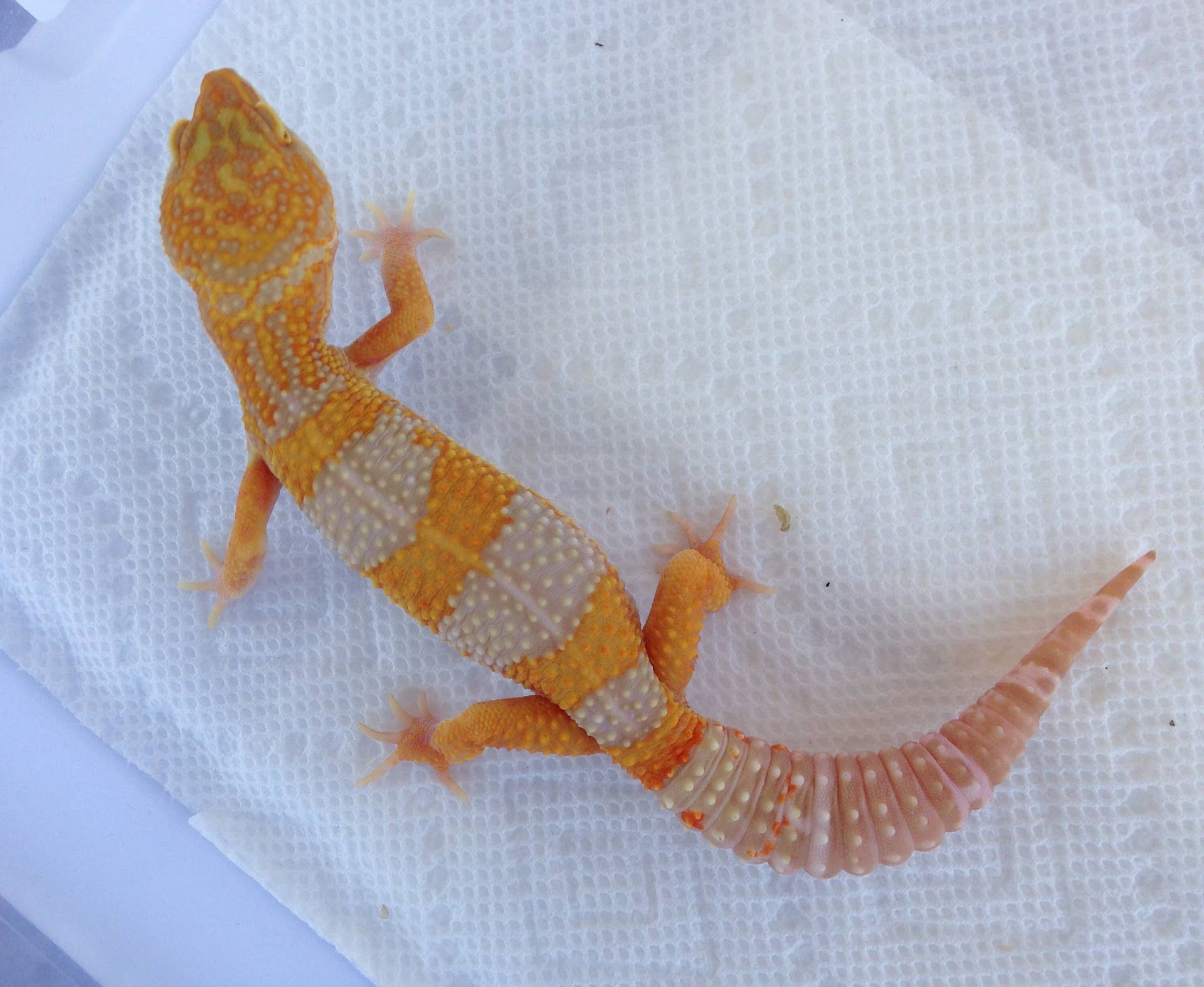 Leopard Gecko Habitat Setup and Care Basics - PetHelpful