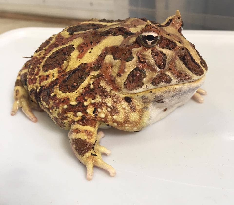 Picture of Pacman Frog Care: Food, Habitat, Temperature, and More - PetHelpful