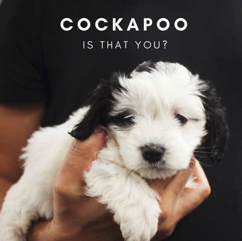 How to Identify the Breeds in a Mixed Dog - PetHelpful