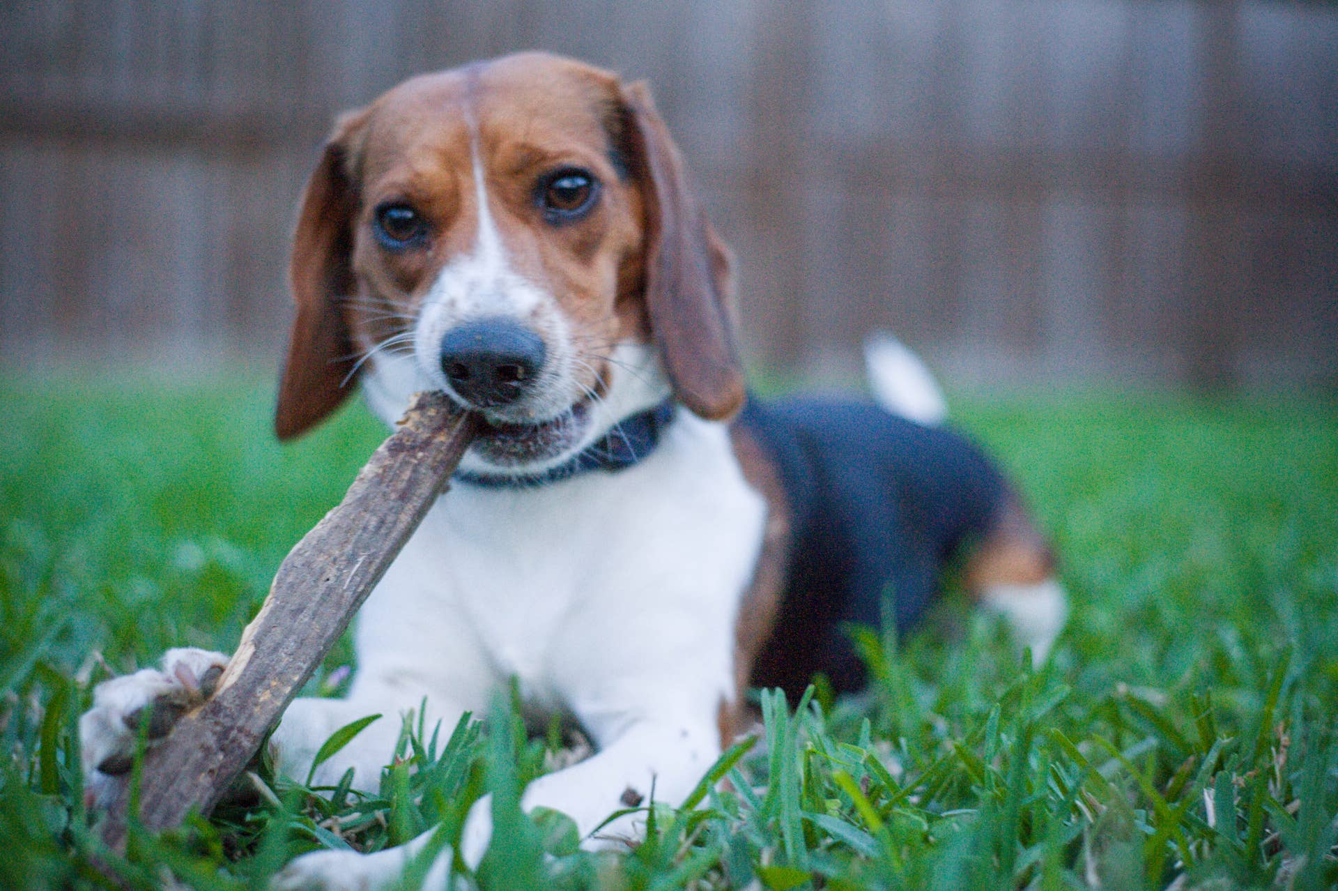 How Big Do Mini Beagles Get